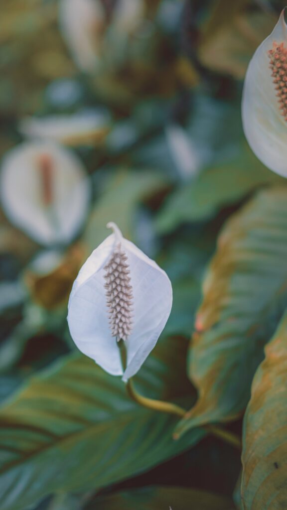 is a peace lily toxic to cats