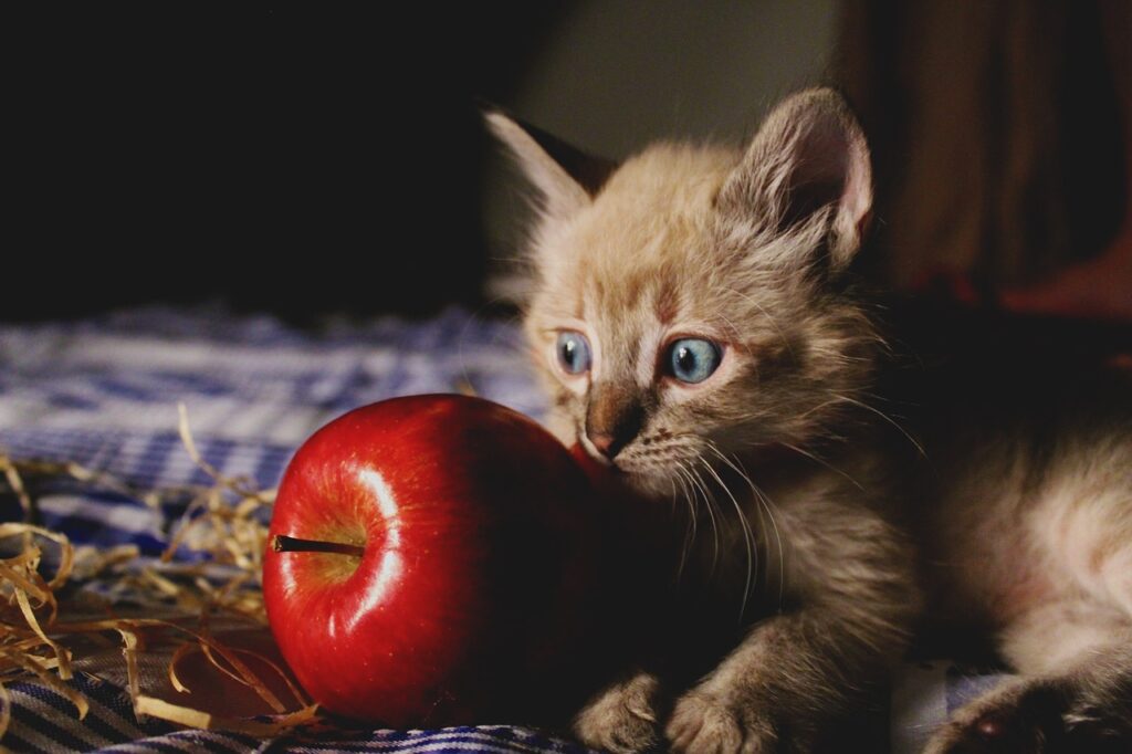 can cat eat apple