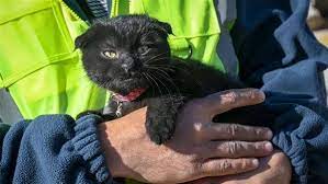 Rescue of a cat from Kahramanmaraş 10 days after the earthquake in Turkey