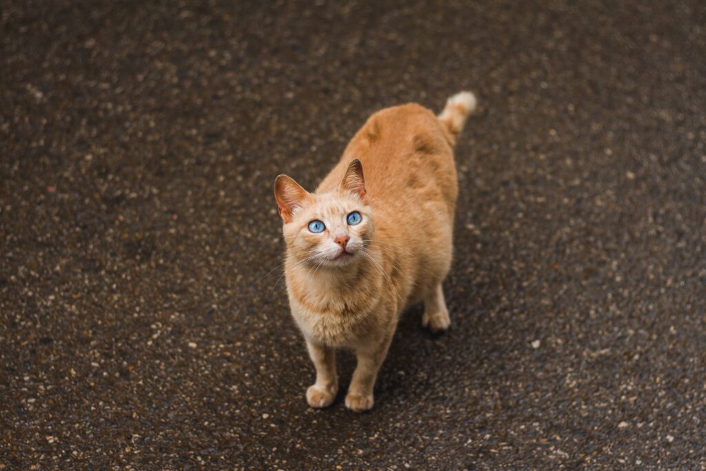 why are orange cats so crazy