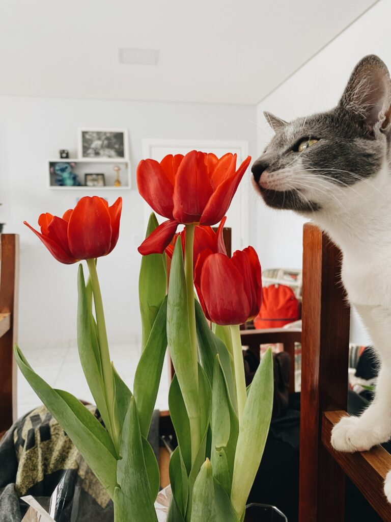 Are Tulips Toxic to Cats