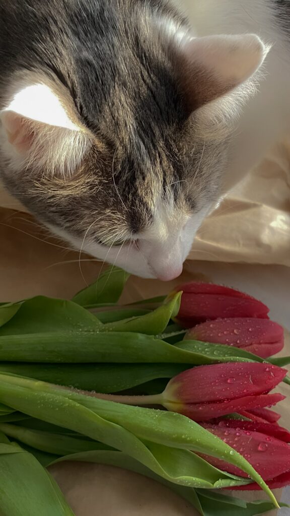 Are Tulips Toxic to Cats