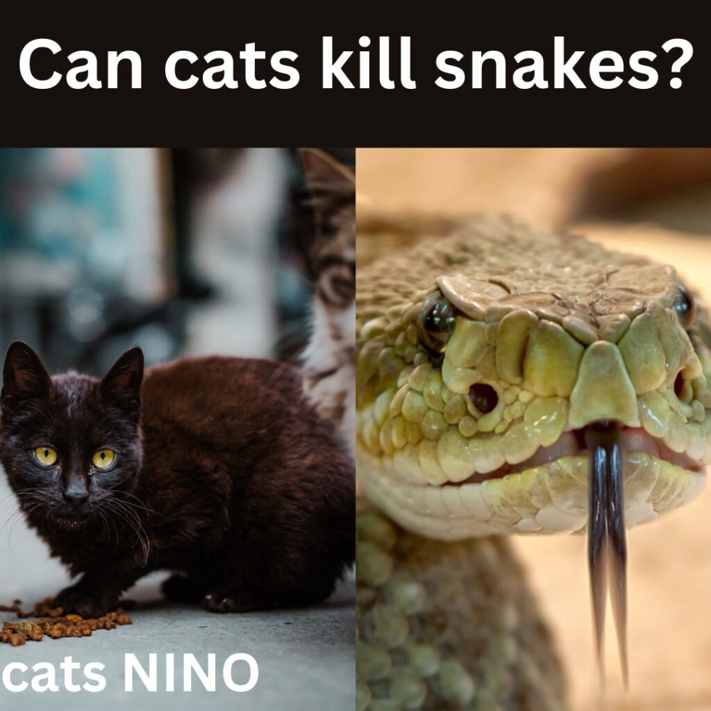 cats can kill snakes