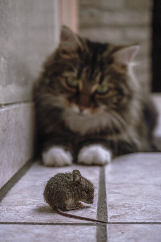 What to Do When Your Cat Catches a Mouse