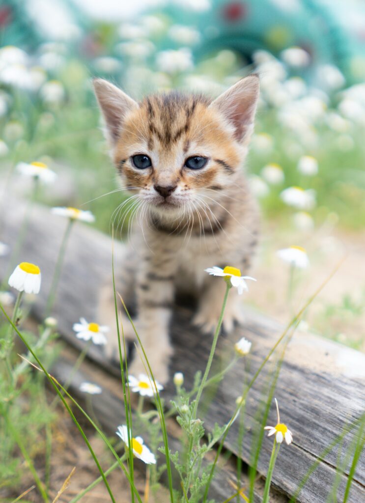 Spring cat fever