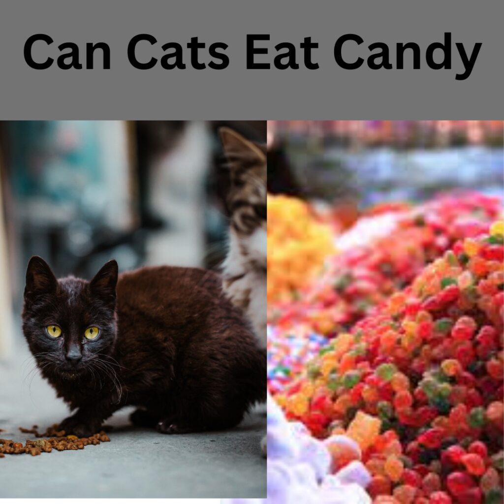 Can Cats Eat Candy