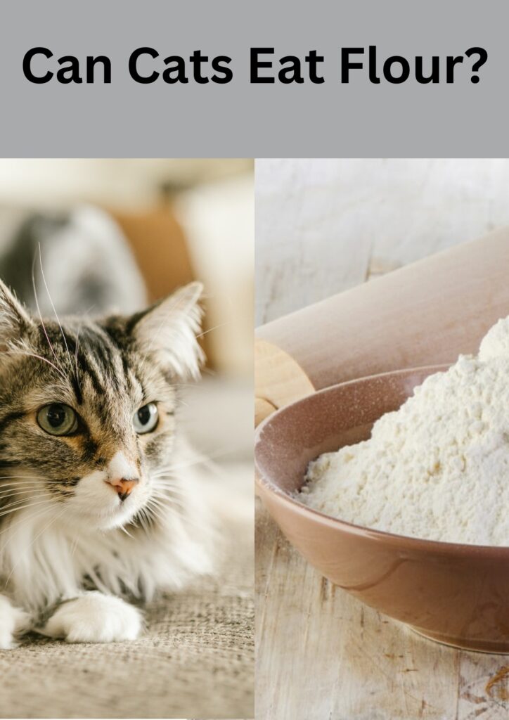 Can cats eat flour?