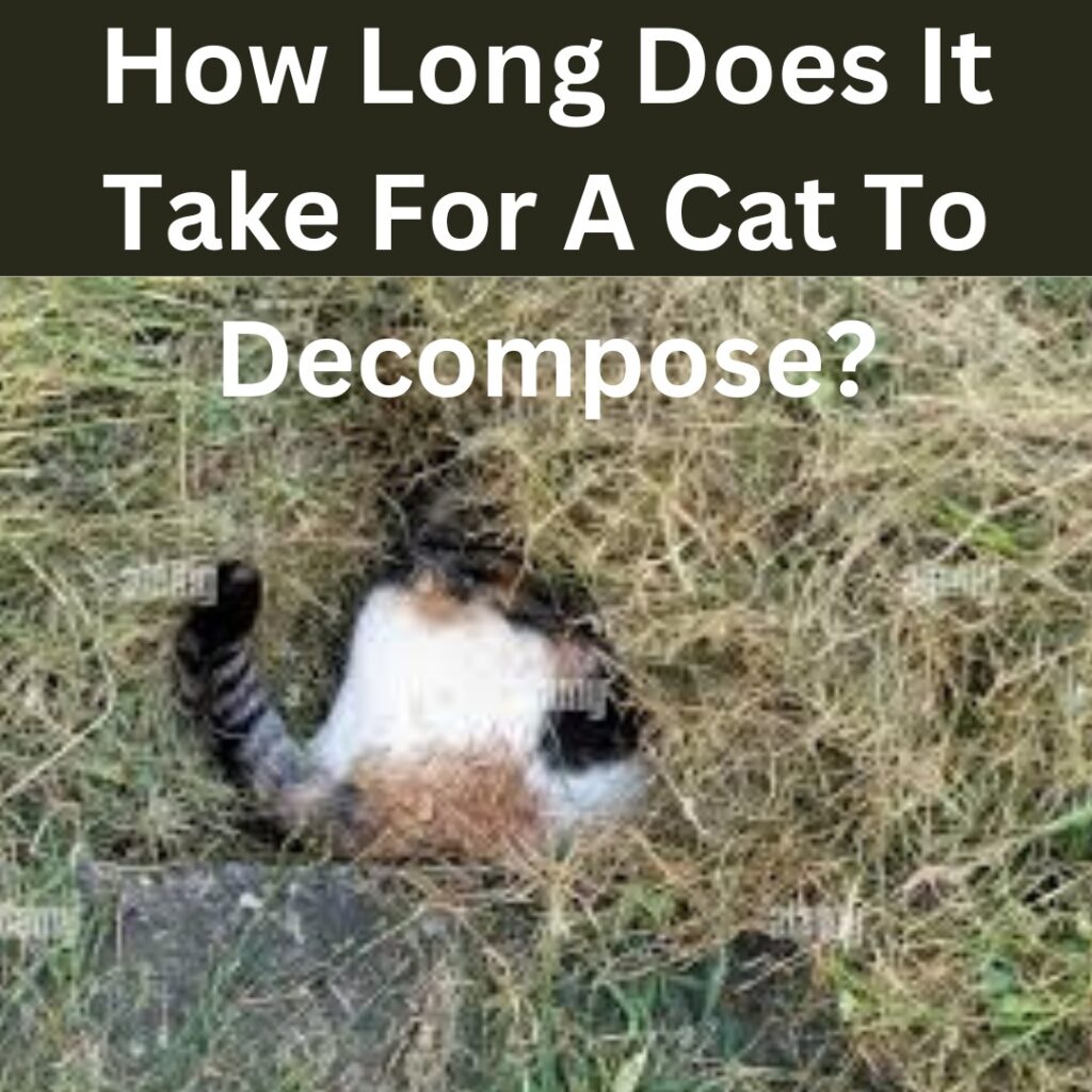 How Long Does It Take For A Cat To Decompose