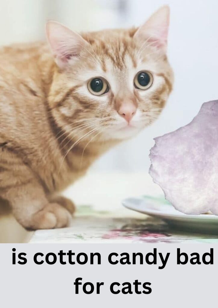 is cotton candy bad for cats