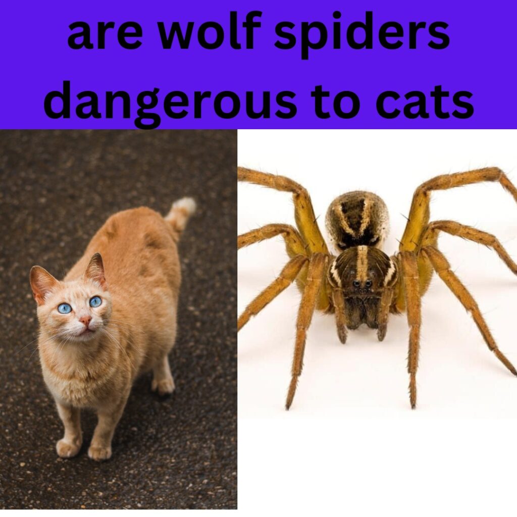 are wolf spiders dangerous to cats