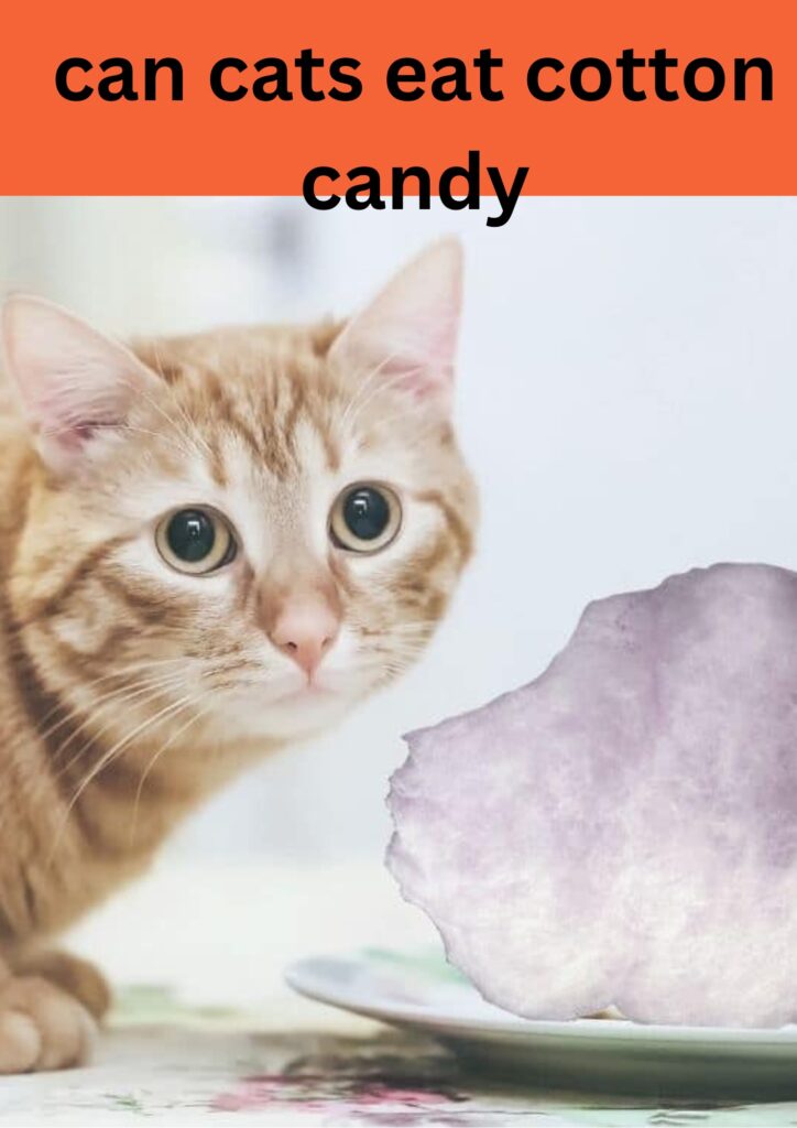 can cats eat cotton candy 
