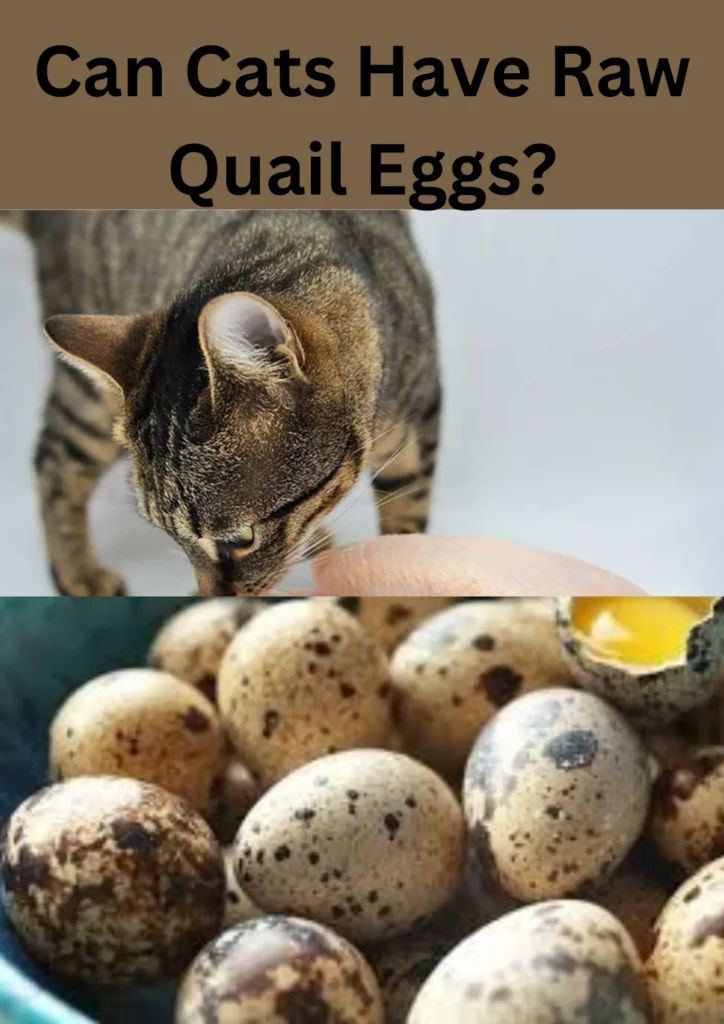 Can Cats Have Raw Quail Eggs