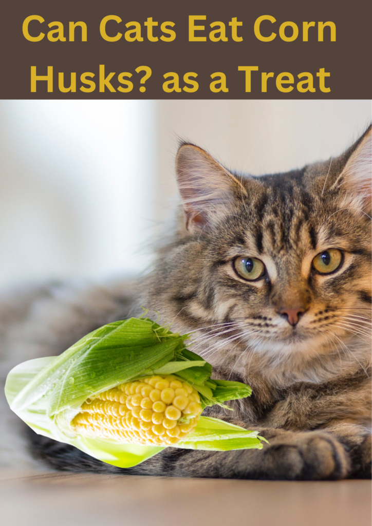 Can Cats Eat Corn Husks