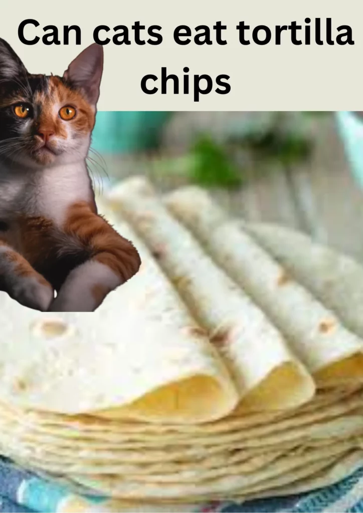 Can cats eat tortilla chips