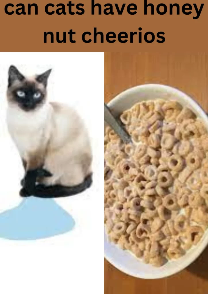 can cats have honey nut cheerios