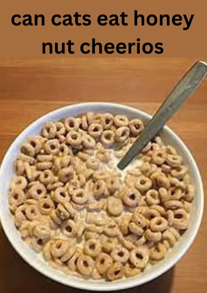 can cats eat honey nut cheerios