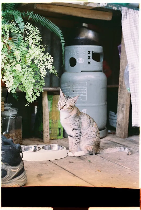 Outdoor Cat Bowls