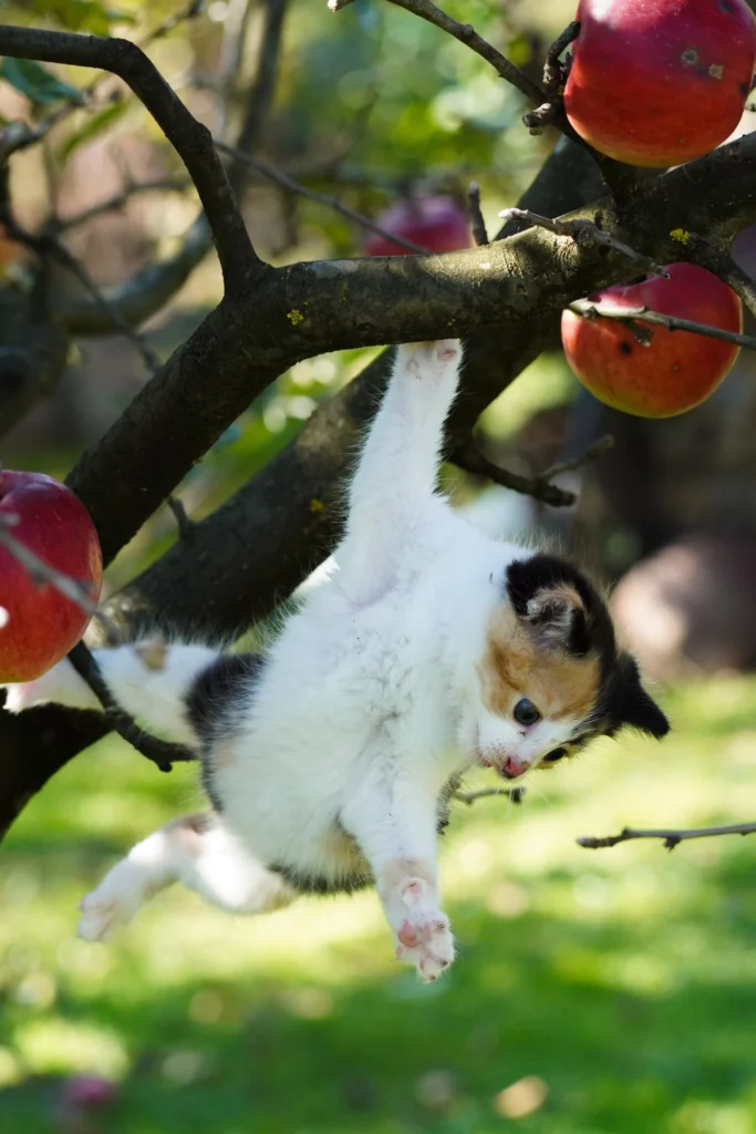 Can cats eat apple pie