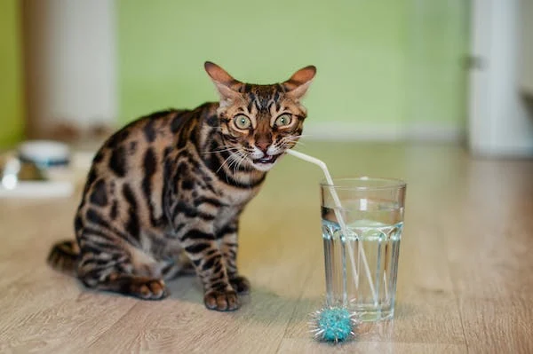 Do Cats Like Warm or Cold Water for Baths?