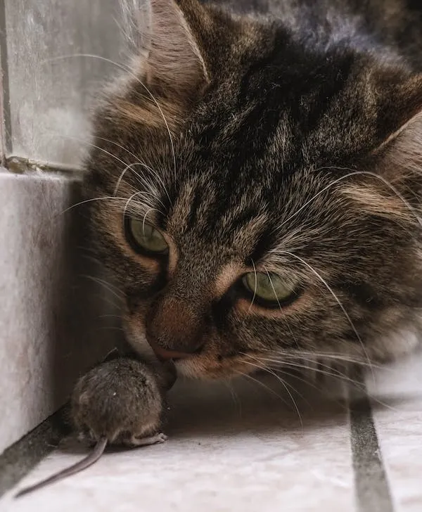 les chats mangent ils les souris