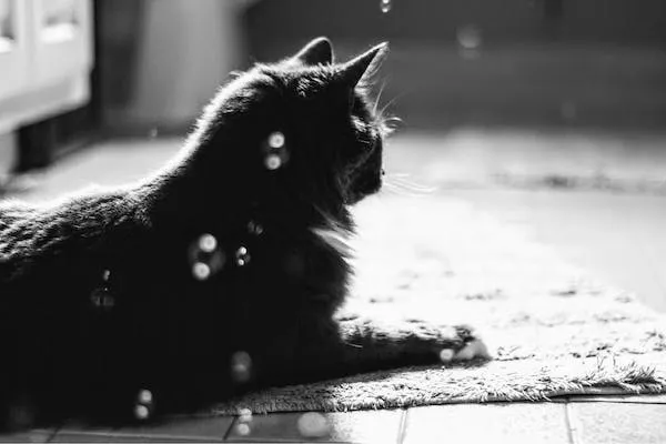 Are Bubbles Safe For Cats