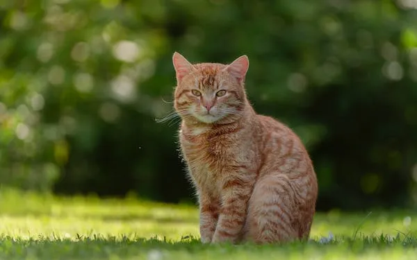 Can Cats Safely Enjoy Honey Nut Cheerios