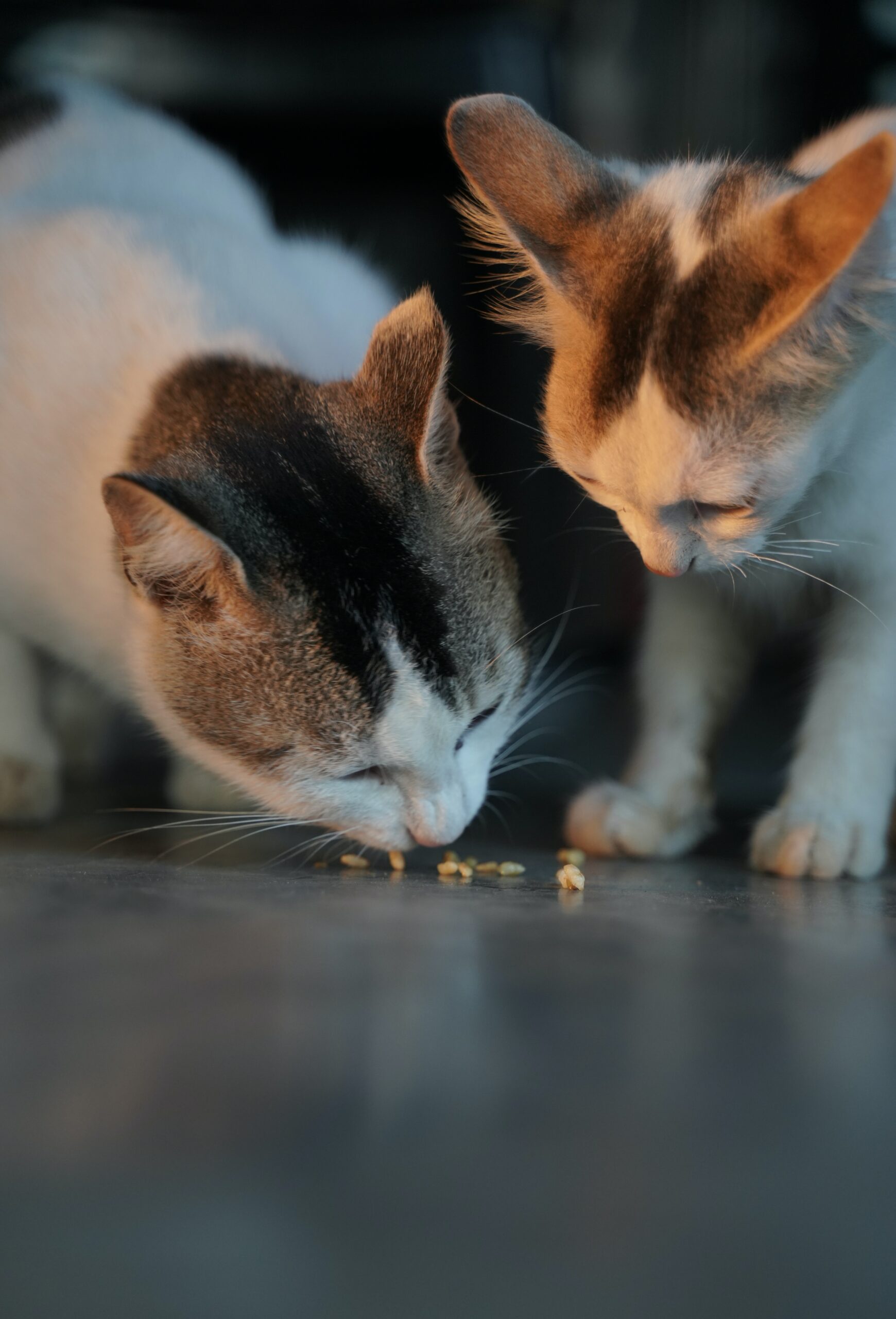 Cats and Their Dietary Habits