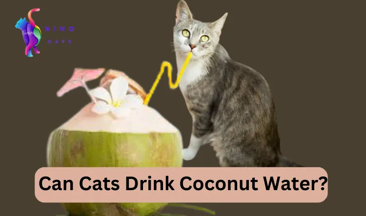 Can cats drink coconut water