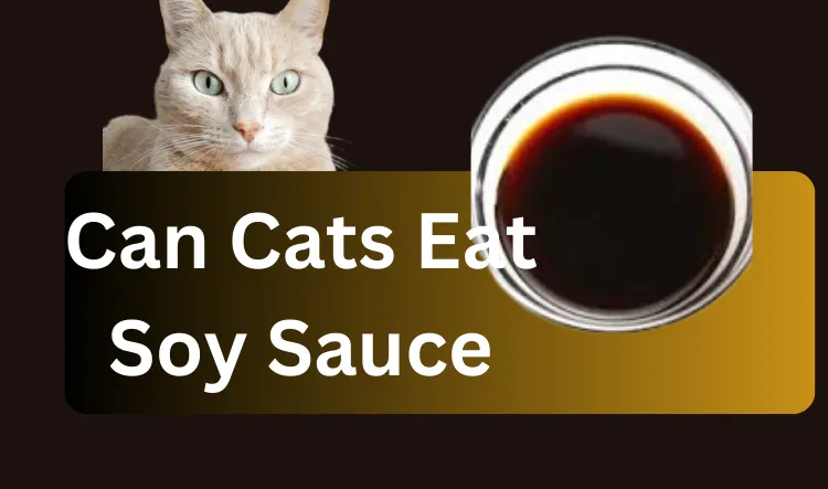 Can Cats Eat Soy Sauce