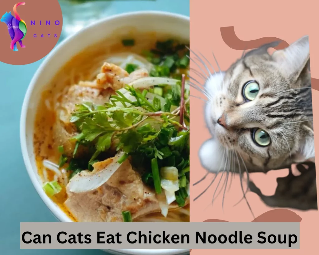 Can Cats Eat Chicken Noodle Soup