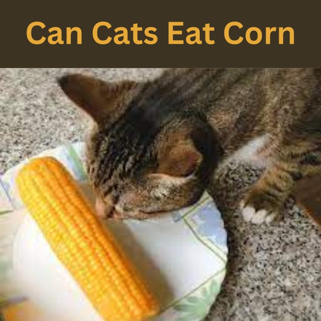 can cats eat corn