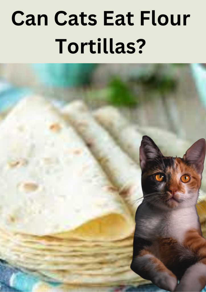 Can Cats Eat Flour Tortillas