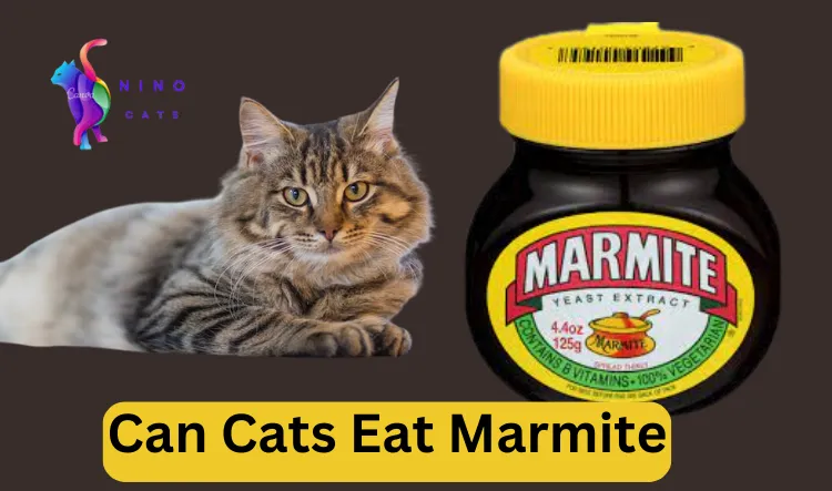 Can Cats Eat Marmite