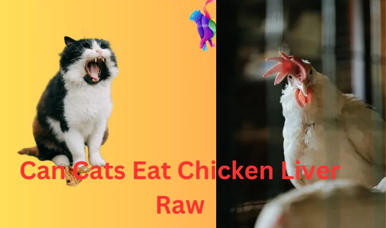 Can Cats Eat Chicken Liver Raw