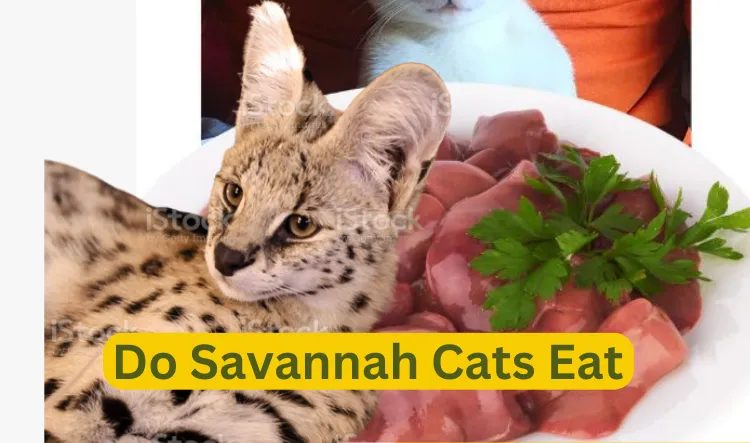 What Do Savannah Cats Eat