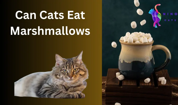 Can Cats Eat Marshmallows