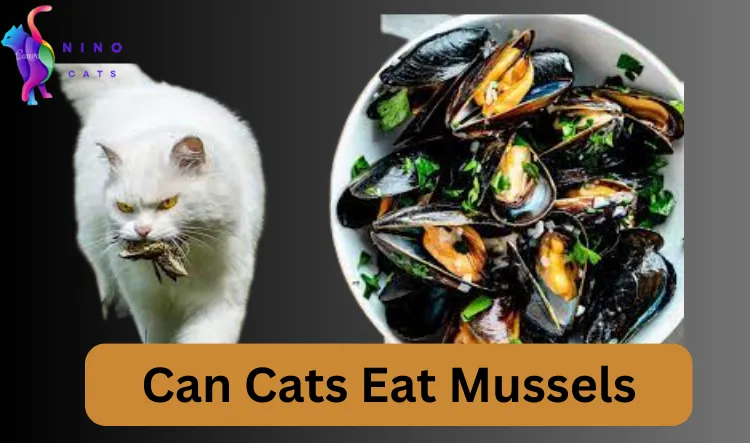 Can Cats Eat Mussels