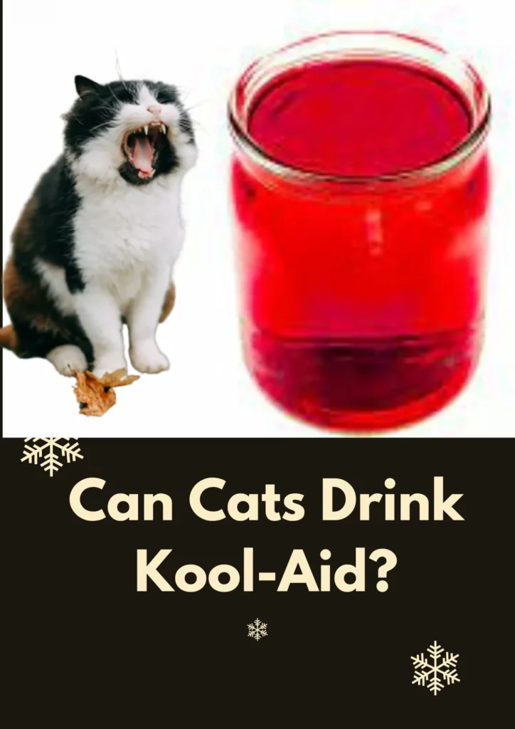 Can cats drink Kool-Aid
