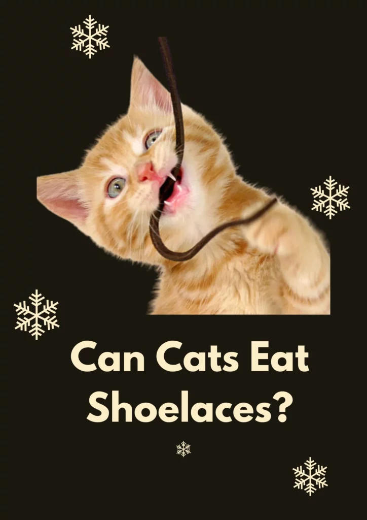 Can cats eat shoelaces
