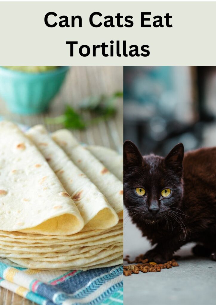 can cats eat tortilla