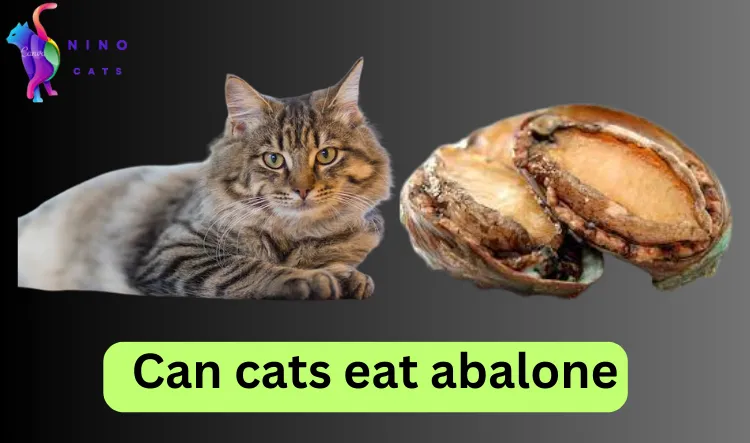 Can cats eat abalone