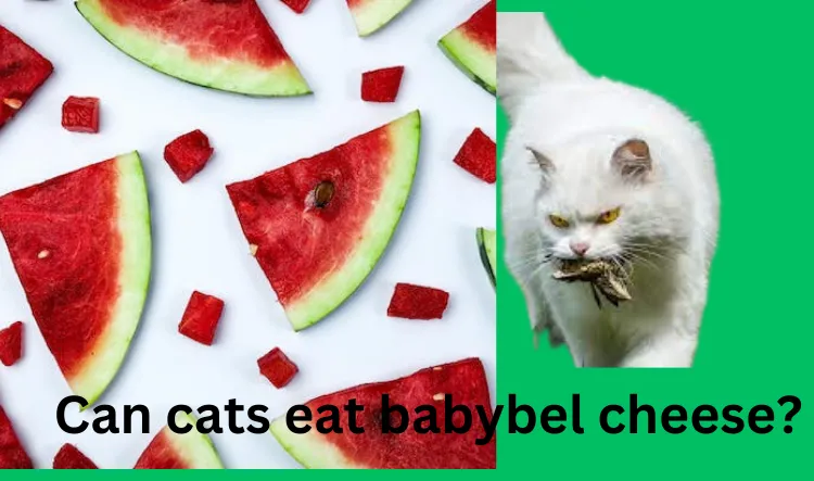 can cats eat watermelon rind