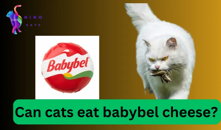 Can cats eat babybel cheese