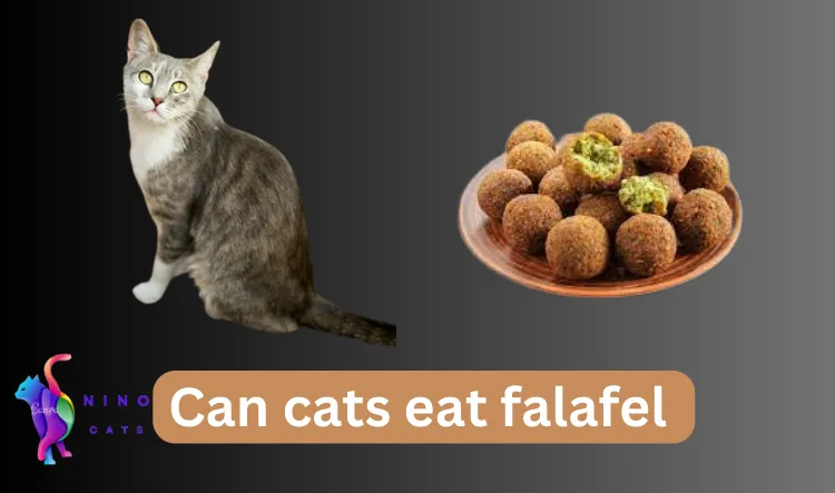 Can cats eat falafel