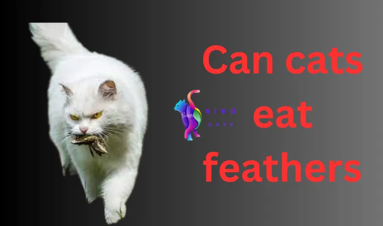 Can cats eat feathers
