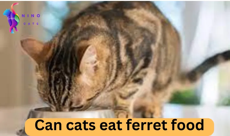 Can cats eat ferret food