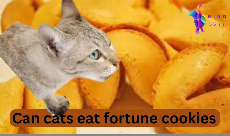 Can cats eat fortune cookies