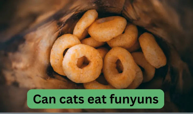 Can cats eat funyuns