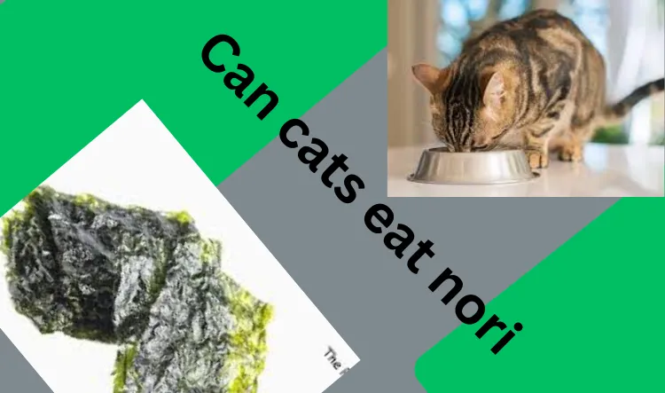 Can cats eat nori