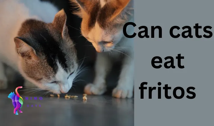 Can cats eat fritos